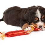 vychytávky pro psy, dárky pro psy, dárky pro pejsky, dárky pro psa
