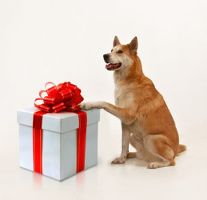 vychytávky pro psy, dárky pro psy, dárky pro pejsky, dárky pro psa